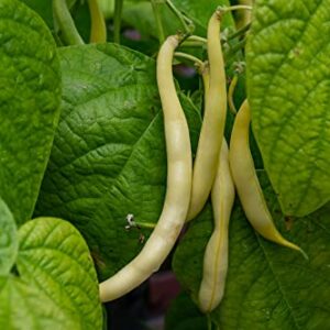 Golden Wax Bush Bean Plant Seeds, 50 Heirloom Seeds Per Packet, Non GMO Seeds, (Isla's Garden Seeds), Botanical Name: Phaseolus vulgaris, 85% Germination Rates