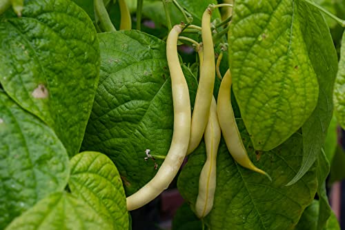 Golden Wax Bush Bean Plant Seeds, 50 Heirloom Seeds Per Packet, Non GMO Seeds, (Isla's Garden Seeds), Botanical Name: Phaseolus vulgaris, 85% Germination Rates