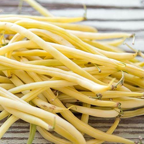 Golden Wax Bush Bean Plant Seeds, 50 Heirloom Seeds Per Packet, Non GMO Seeds, (Isla's Garden Seeds), Botanical Name: Phaseolus vulgaris, 85% Germination Rates