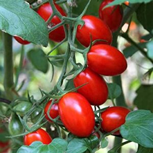 Roma Heirloom Tomato Seeds for Planting, 300+ Seeds Per Packet, (Isla's Garden Seeds), Non GMO Seeds, 90% Germination Rates, Botanical Name: Solanum lycopersicum, Great Home Garden Gift