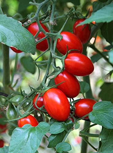 Roma Heirloom Tomato Seeds for Planting, 300+ Seeds Per Packet, (Isla's Garden Seeds), Non GMO Seeds, 90% Germination Rates, Botanical Name: Solanum lycopersicum, Great Home Garden Gift