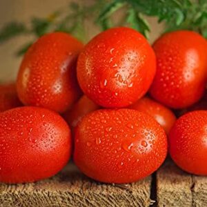 Roma Heirloom Tomato Seeds for Planting, 300+ Seeds Per Packet, (Isla's Garden Seeds), Non GMO Seeds, 90% Germination Rates, Botanical Name: Solanum lycopersicum, Great Home Garden Gift