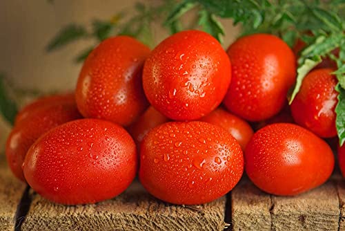 Roma Heirloom Tomato Seeds for Planting, 300+ Seeds Per Packet, (Isla's Garden Seeds), Non GMO Seeds, 90% Germination Rates, Botanical Name: Solanum lycopersicum, Great Home Garden Gift