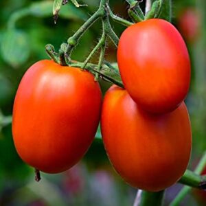 Roma Heirloom Tomato Seeds for Planting, 300+ Seeds Per Packet, (Isla's Garden Seeds), Non GMO Seeds, 90% Germination Rates, Botanical Name: Solanum lycopersicum, Great Home Garden Gift