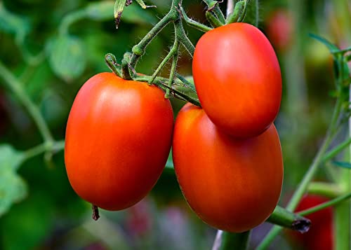 Roma Heirloom Tomato Seeds for Planting, 300+ Seeds Per Packet, (Isla's Garden Seeds), Non GMO Seeds, 90% Germination Rates, Botanical Name: Solanum lycopersicum, Great Home Garden Gift