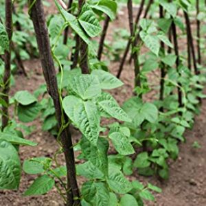 Kentucky Wonder Pole Bean Seeds for Planting, 30 Heirloom Seeds Per Packet, (Isla's Garden Seeds), Non GMO Seeds, Botanical Name: Phaseolus vulgaris, Great Home Garden Gift