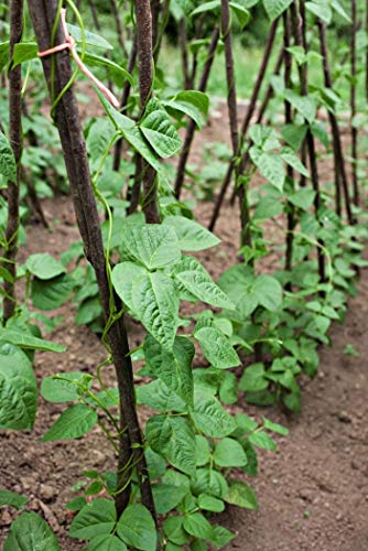 Kentucky Wonder Pole Bean Seeds for Planting, 30 Heirloom Seeds Per Packet, (Isla's Garden Seeds), Non GMO Seeds, Botanical Name: Phaseolus vulgaris, Great Home Garden Gift