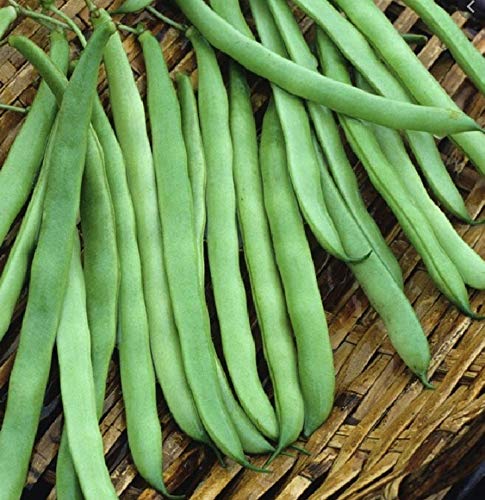 Kentucky Wonder Pole Bean Seeds for Planting, 30 Heirloom Seeds Per Packet, (Isla's Garden Seeds), Non GMO Seeds, Botanical Name: Phaseolus vulgaris, Great Home Garden Gift