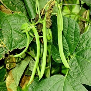 Kentucky Wonder Pole Bean Seeds for Planting, 30 Heirloom Seeds Per Packet, (Isla's Garden Seeds), Non GMO Seeds, Botanical Name: Phaseolus vulgaris, Great Home Garden Gift