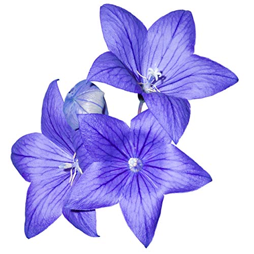 Outsidepride Balloon Flower Blue Platycodon Grandiflorus Garden Flower Seed - 2000 Seeds