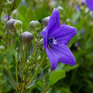 Outsidepride Balloon Flower Blue Platycodon Grandiflorus Garden Flower Seed - 2000 Seeds