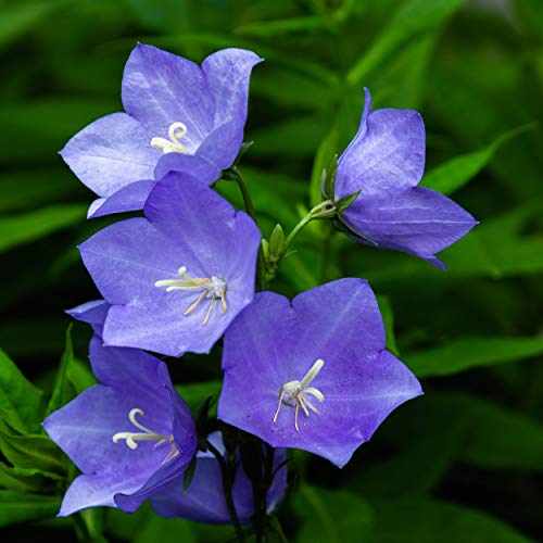 Outsidepride Balloon Flower Blue Platycodon Grandiflorus Garden Flower Seed - 2000 Seeds