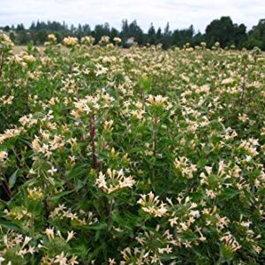 "Large Flowered Phlox" Collomia Seeds for Planting, 50+ Flower Seeds Per Packet, (Isla's Garden Seeds), Non GMO & Heirloom Seeds, Scientific Name: Collomia grandiflora, Great Home Flower Garden Gift