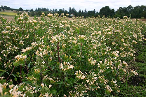 "Large Flowered Phlox" Collomia Seeds for Planting, 50+ Flower Seeds Per Packet, (Isla's Garden Seeds), Non GMO & Heirloom Seeds, Scientific Name: Collomia grandiflora, Great Home Flower Garden Gift