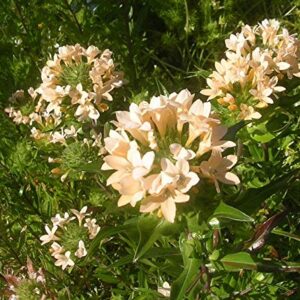 "Large Flowered Phlox" Collomia Seeds for Planting, 50+ Flower Seeds Per Packet, (Isla's Garden Seeds), Non GMO & Heirloom Seeds, Scientific Name: Collomia grandiflora, Great Home Flower Garden Gift