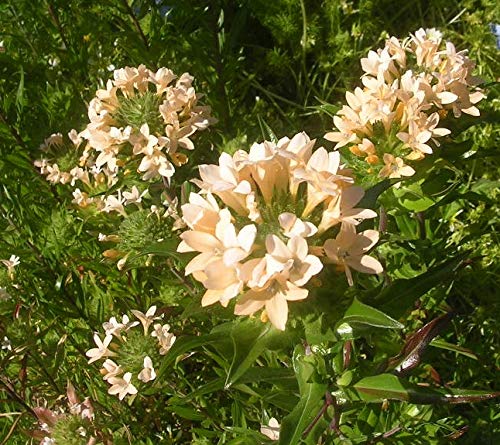 "Large Flowered Phlox" Collomia Seeds for Planting, 50+ Flower Seeds Per Packet, (Isla's Garden Seeds), Non GMO & Heirloom Seeds, Scientific Name: Collomia grandiflora, Great Home Flower Garden Gift