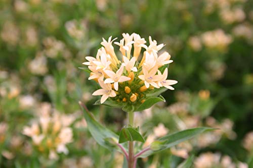 "Large Flowered Phlox" Collomia Seeds for Planting, 50+ Flower Seeds Per Packet, (Isla's Garden Seeds), Non GMO & Heirloom Seeds, Scientific Name: Collomia grandiflora, Great Home Flower Garden Gift