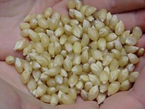 david’s garden seeds popcorn japanese hulless 3893 (white) 100 non-gmo, heirloom seeds