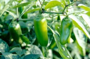 green jalapeno plant – three (3) live plants – each 75 days old – not in pots – hot pepper range between 2,500 and 8,000 shu for planting in your organic garden