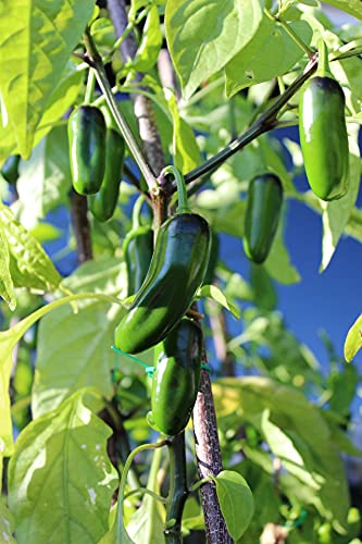 Green Jalapeno Plant - Three (3) Live Plants - Each 75 Days Old - Not in Pots - Hot Pepper Range Between 2,500 and 8,000 SHU for Planting in Your Organic Garden