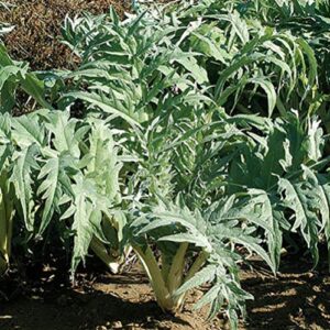 david’s garden seeds cardoon porto spineless 8374 (green) 50 non-gmo, heirloom seeds