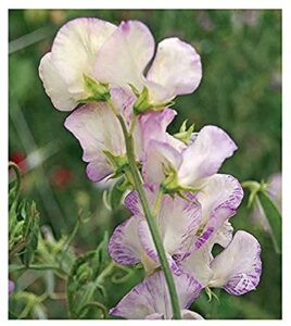 “high scent” sweet pea seeds – approximately 50 seeds – most fragrant sweet peas