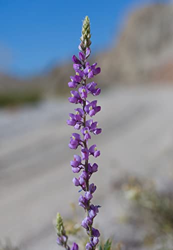 DesertUSA Desert Garden Seed Starter Kit