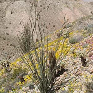 DesertUSA Desert Garden Seed Starter Kit