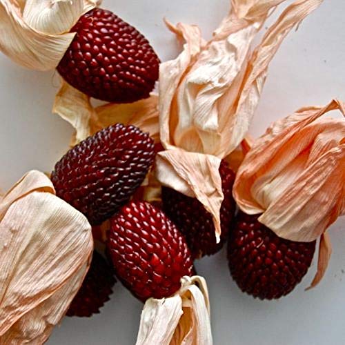 David's Garden Seeds Popcorn Strawberry 9388 (Red) 100 Non-GMO, Heirloom Seeds