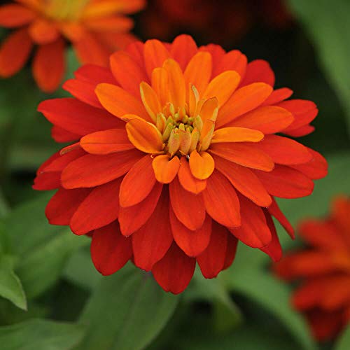 Outsidepride Zinnia Zahara Double Fire Heat & Drought Tolerant Garden Cut Flowers - 50 Seeds