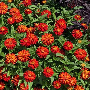 Outsidepride Zinnia Zahara Double Fire Heat & Drought Tolerant Garden Cut Flowers - 50 Seeds