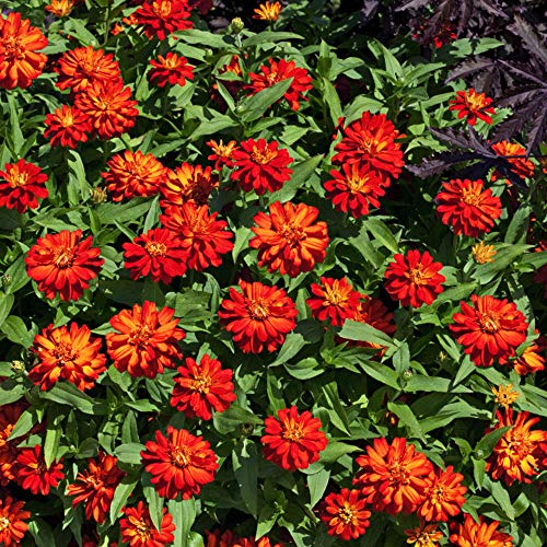 Outsidepride Zinnia Zahara Double Fire Heat & Drought Tolerant Garden Cut Flowers - 50 Seeds