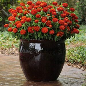 Outsidepride Zinnia Zahara Double Fire Heat & Drought Tolerant Garden Cut Flowers - 50 Seeds