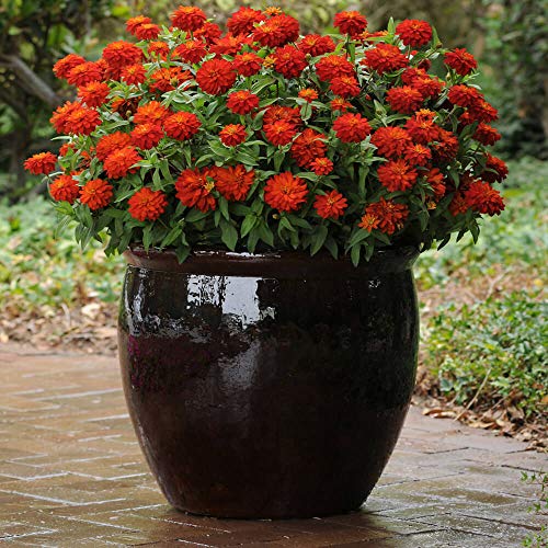 Outsidepride Zinnia Zahara Double Fire Heat & Drought Tolerant Garden Cut Flowers - 50 Seeds