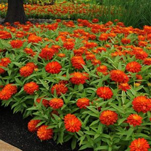 Outsidepride Zinnia Zahara Double Fire Heat & Drought Tolerant Garden Cut Flowers - 50 Seeds