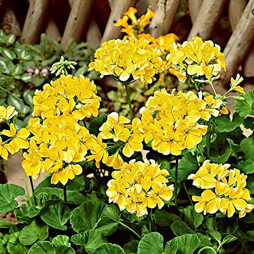 YEGAOL Garden Yellow Geranium Seeds 100Pcs Flower Seeds Pelargonium Annual Non-GMO Drought Tolerant Potted Garden Plant