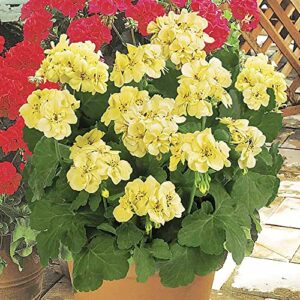 YEGAOL Garden Yellow Geranium Seeds 100Pcs Flower Seeds Pelargonium Annual Non-GMO Drought Tolerant Potted Garden Plant