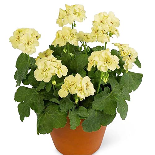 YEGAOL Garden Yellow Geranium Seeds 100Pcs Flower Seeds Pelargonium Annual Non-GMO Drought Tolerant Potted Garden Plant