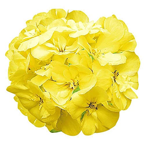 YEGAOL Garden Yellow Geranium Seeds 100Pcs Flower Seeds Pelargonium Annual Non-GMO Drought Tolerant Potted Garden Plant