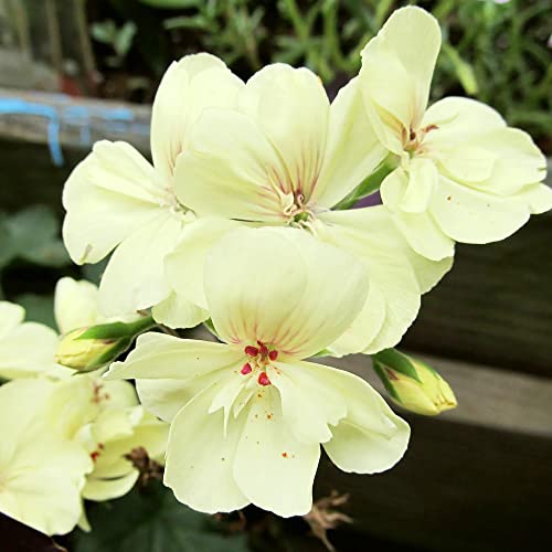 YEGAOL Garden Yellow Geranium Seeds 100Pcs Flower Seeds Pelargonium Annual Non-GMO Drought Tolerant Potted Garden Plant