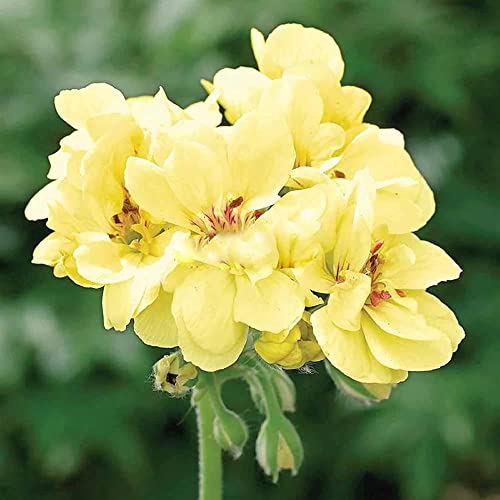 YEGAOL Garden Yellow Geranium Seeds 100Pcs Flower Seeds Pelargonium Annual Non-GMO Drought Tolerant Potted Garden Plant