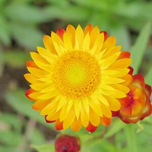 Everlasting Flower Seeds Paper Daisy, Strawflower Low Maintenance Cut Flowers Annual Perennial Rock Garden Cottage Garden Bed Border Outdoor 100Pcs by YEGAOL Garden