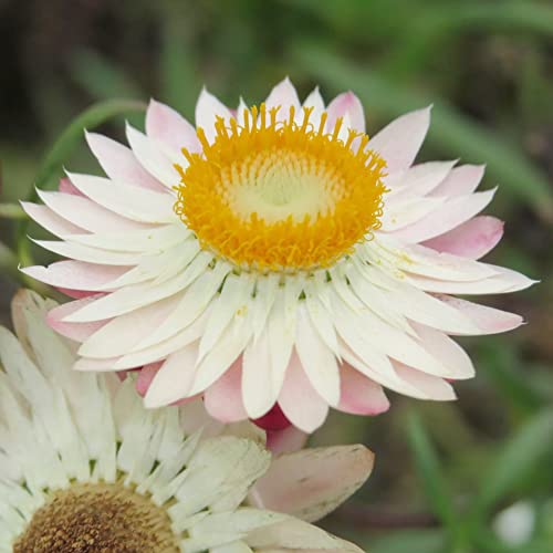 Everlasting Flower Seeds Paper Daisy, Strawflower Low Maintenance Cut Flowers Annual Perennial Rock Garden Cottage Garden Bed Border Outdoor 100Pcs by YEGAOL Garden