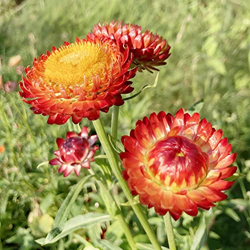 Everlasting Flower Seeds Paper Daisy, Strawflower Low Maintenance Cut Flowers Annual Perennial Rock Garden Cottage Garden Bed Border Outdoor 100Pcs by YEGAOL Garden