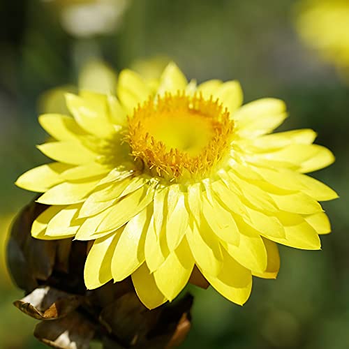 Everlasting Flower Seeds Paper Daisy, Strawflower Low Maintenance Cut Flowers Annual Perennial Rock Garden Cottage Garden Bed Border Outdoor 100Pcs by YEGAOL Garden