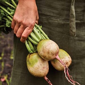 Burpee Watermelon Radish Seeds 300 seeds