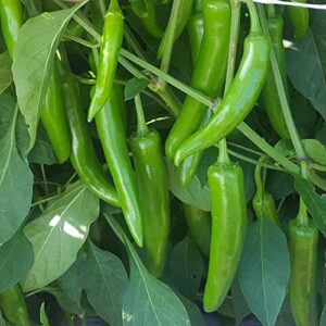 pepper seeds – hot – korean – gochujang king – hybrid – 500 mg packet ~50 seeds – non-gmo, f1 hybrid – asian garden vegetable