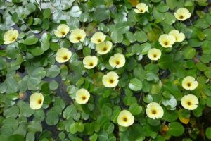 floating plants for water gardens and ponds (water poppy)