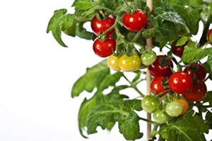 50 tiny tim tomato seeds – patio tomato, dwarf heirloom, cherry tomato – by rdr seeds