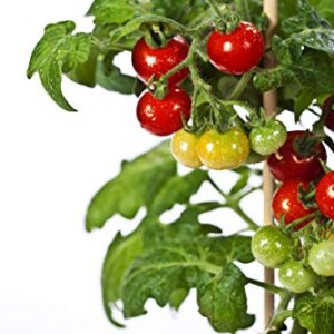 50 Tiny Tim Tomato Seeds - Patio Tomato, Dwarf Heirloom, Cherry Tomato - by RDR Seeds